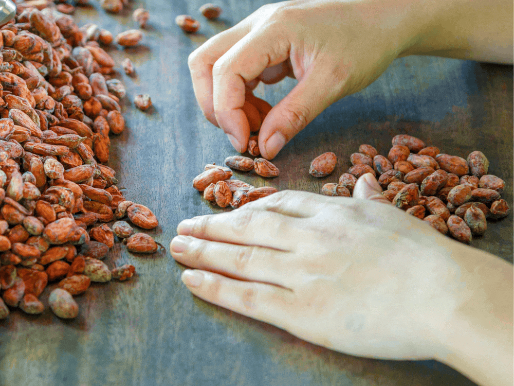 Eastland chocolate-making process animation