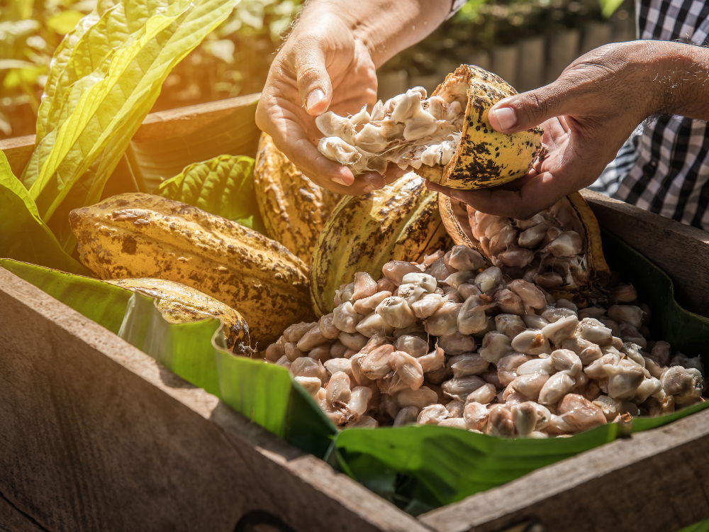 Eastland chocolate-making process